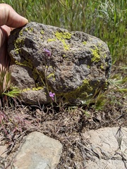 Sibaropsis hammittii