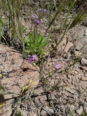 Sibaropsis hammittii