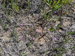 Sibaropsis hammittii