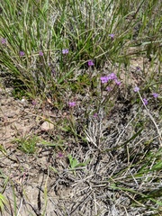 Sibaropsis hammittii