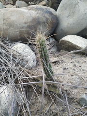 Corryocactus melanotrichus