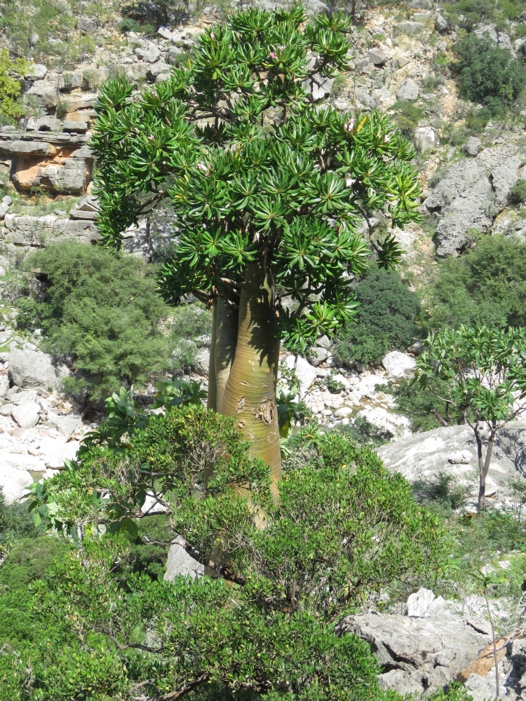 Imagem de Rosa do deserto