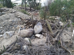 Corryocactus melanotrichus