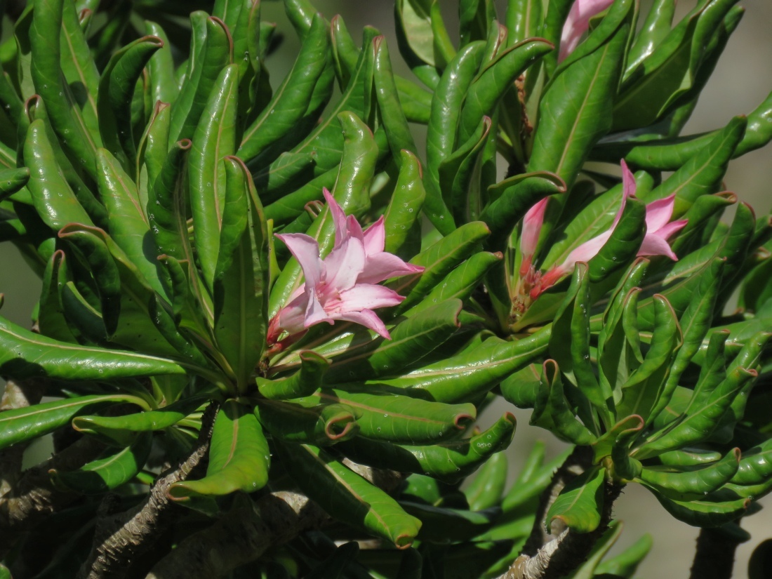 Imagem de Rosa do deserto