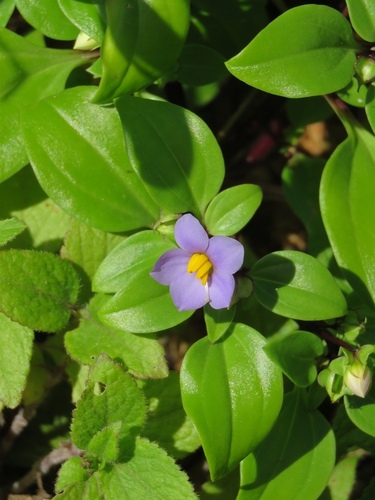 Violeta-da-pérsia
