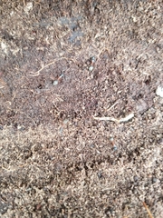 Tetramorium immigrans