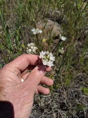 Allium amplectens