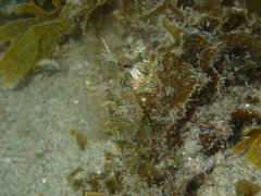 Parablennius incognitus