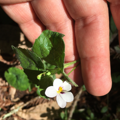 Viola ocellata