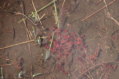 Crassula peploides