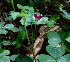 Viola ocellata