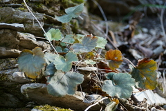 Heuchera missouriensis