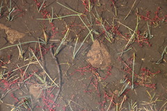 Crassula peploides