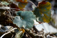 Heuchera missouriensis