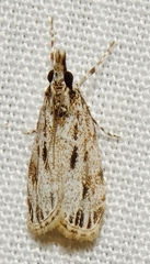 Eudonia strigalis