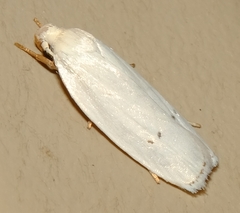 Antaeotricha albulella