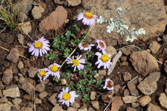 Afroaster erucifolius
