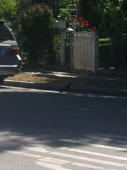 Corvus brachyrhynchos