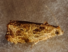 Olethreutes furfuranum