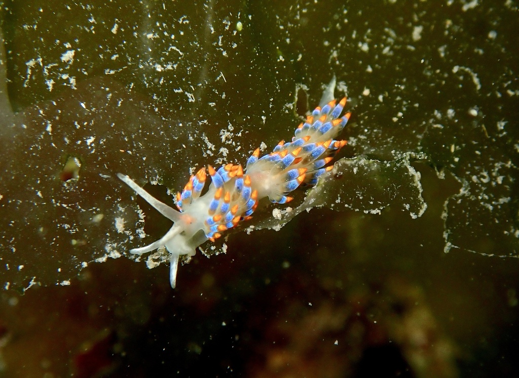 Trinchesia caerulea