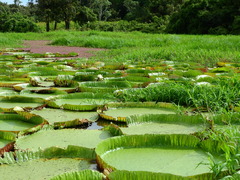 Victoria amazonica