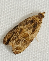 Olethreutes furfuranum