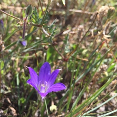 Brodiaea terrestris kernensis
