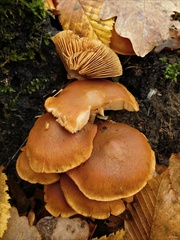Gymnopilus penetrans
