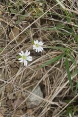 Cerastium velutinum