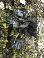 Collema subflaccidum