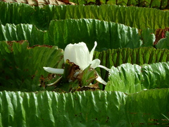Victoria amazonica