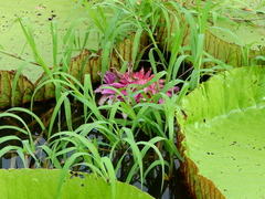 Victoria amazonica