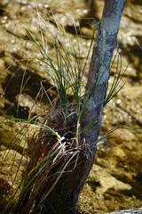 Carex decomposita