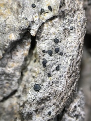 Cresponea chloroconia