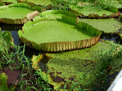 Victoria amazonica