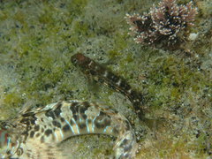 Microlipophrys canevae