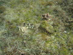 Microlipophrys canevae