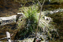 Carex decomposita