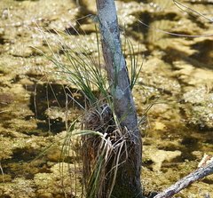 Carex decomposita
