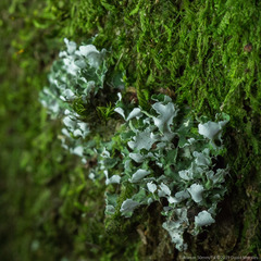 Cladonia ceratophylla