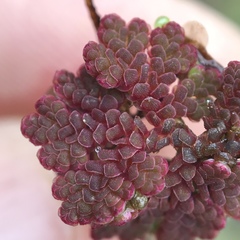 Azolla caroliniana