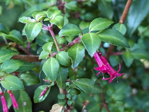 Fuchsia microphylla (Fuchsia microphylla)