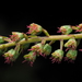 Coriaria sarmentosa - Photo (c) Saryu Mae, algunos derechos reservados (CC BY), subido por Saryu Mae