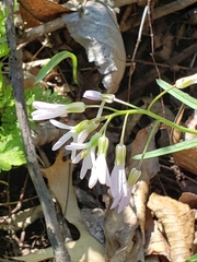 Cardamine concatenata