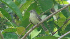 Camptostoma obsoletum