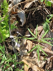 Cardamine concatenata