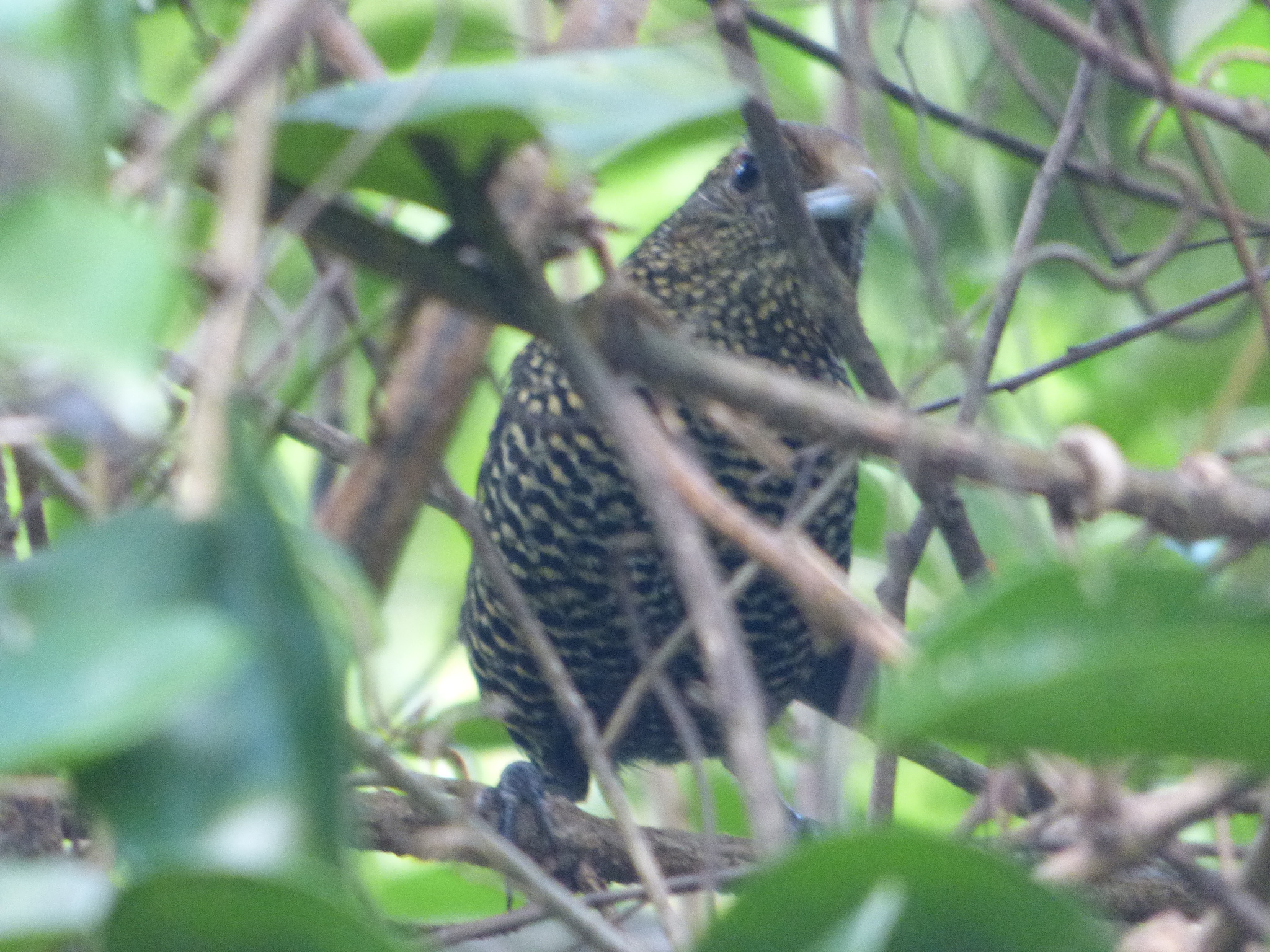 Large-tailed Antshrike (Mackenziaena leachii), photo 8