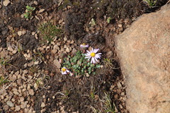 Afroaster erucifolius