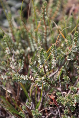 Erica alopecurus