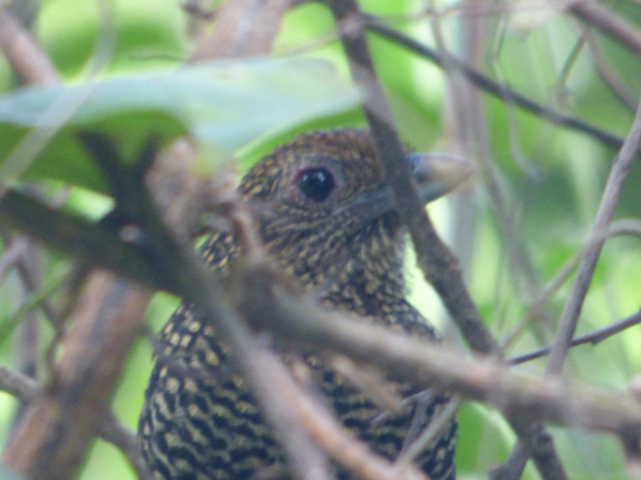 Large-tailed Antshrike (Mackenziaena leachii), photo 9